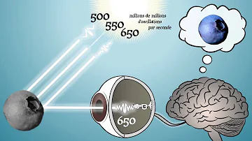 Quelle est la couleur du cerveau ?