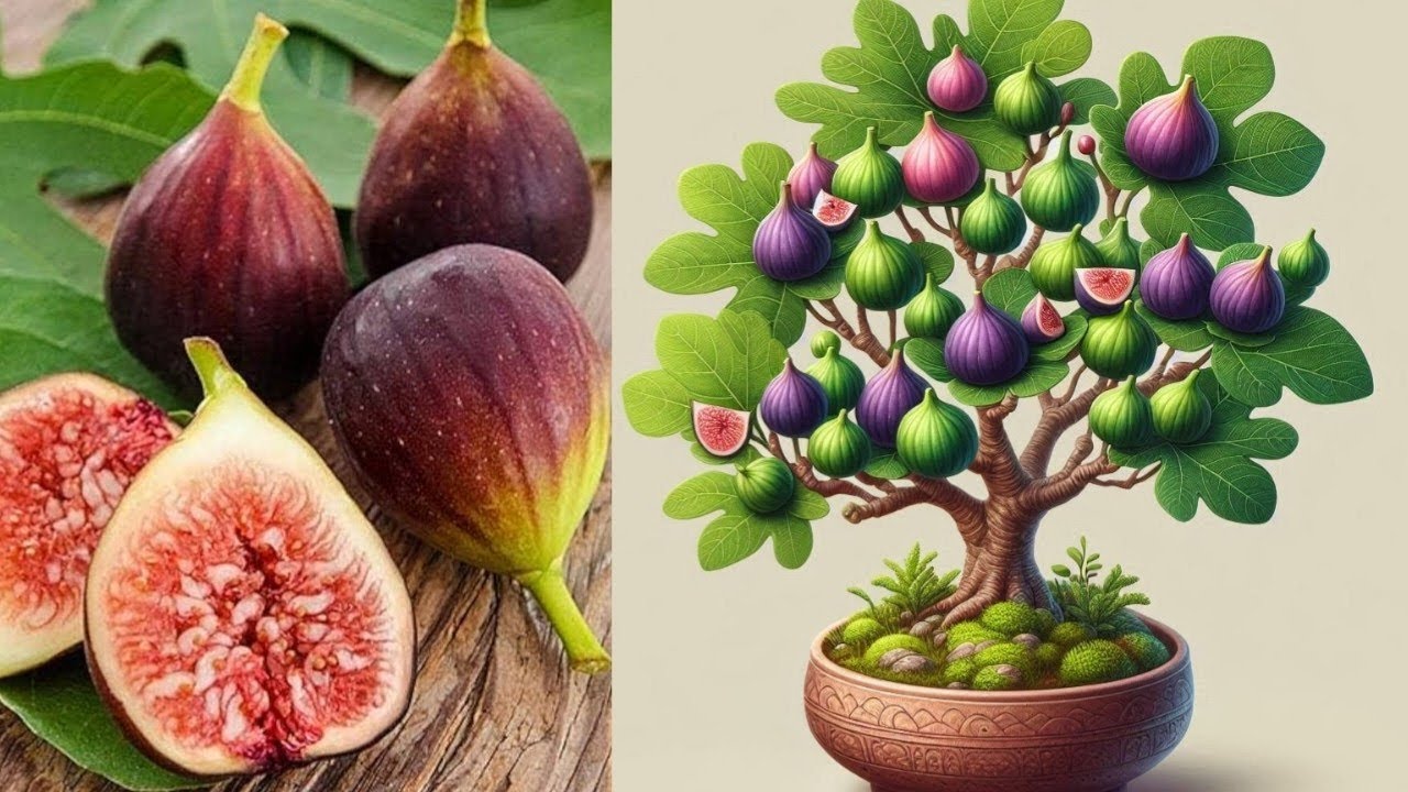 Grow Fig Tree Fast With These Pro Tips | Best idea for growing anjeer ...