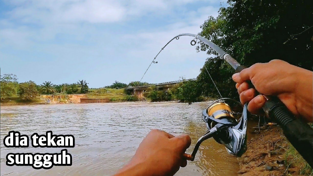 mancing lampam dan baung sungai umpan buah sawit sungai Kuala ketil