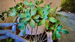 How to grow succulent plants || grow and care of succulents