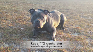 Pit Bull 12 Month Oldbefore And After 2 Week Board And Train Wilmington Dog Trainers