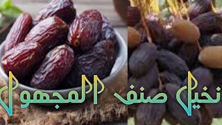 تعرف علي نخيل صنف المجدول او المجهول !!!!؟؟؟؟ !؟