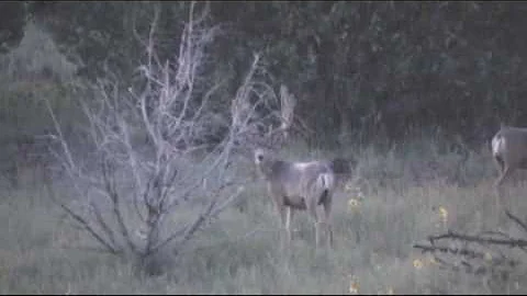 Non-Typical Mule Deer