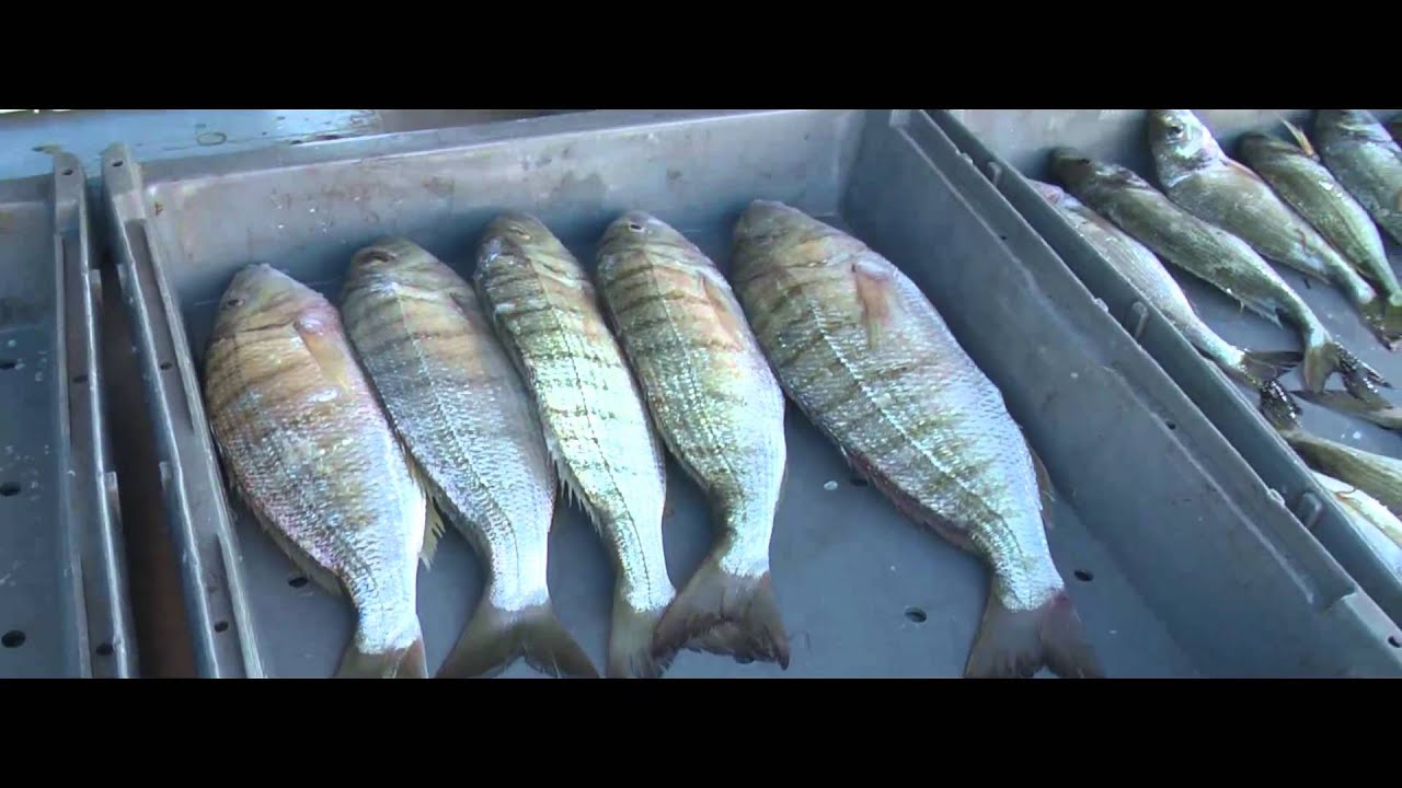 Vente De Poisson En Direct Du Bateau La Rochelle