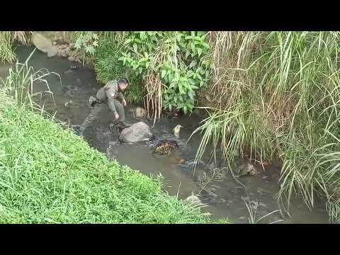 Policías rescataron a un perrito que había sido abandonado a orillas del río Cali