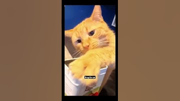 Drug for cat catnip #catnip #cat #meme #drug #worldstarhiphop #memedaily #catlover