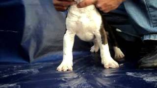 Bull Terrier Ingles Macho De Venta En México