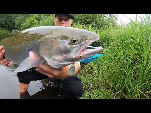 Big summer Steelhead on a 4ft Ozark UltraLite