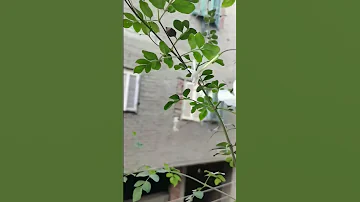 استنيت اول مفتحت وعملت احلي شاي بالياسمين الطازه 