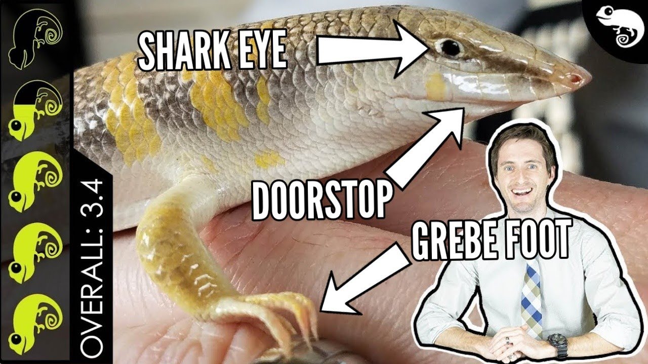 Sandfish Skink, The Best Pet Lizard?