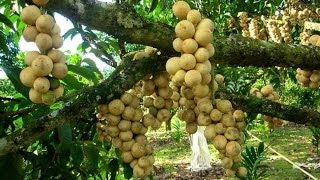 SOLD OUT bibit LONGKONG jika sudah ready lagi akan diyangkan di update youtube terbaru