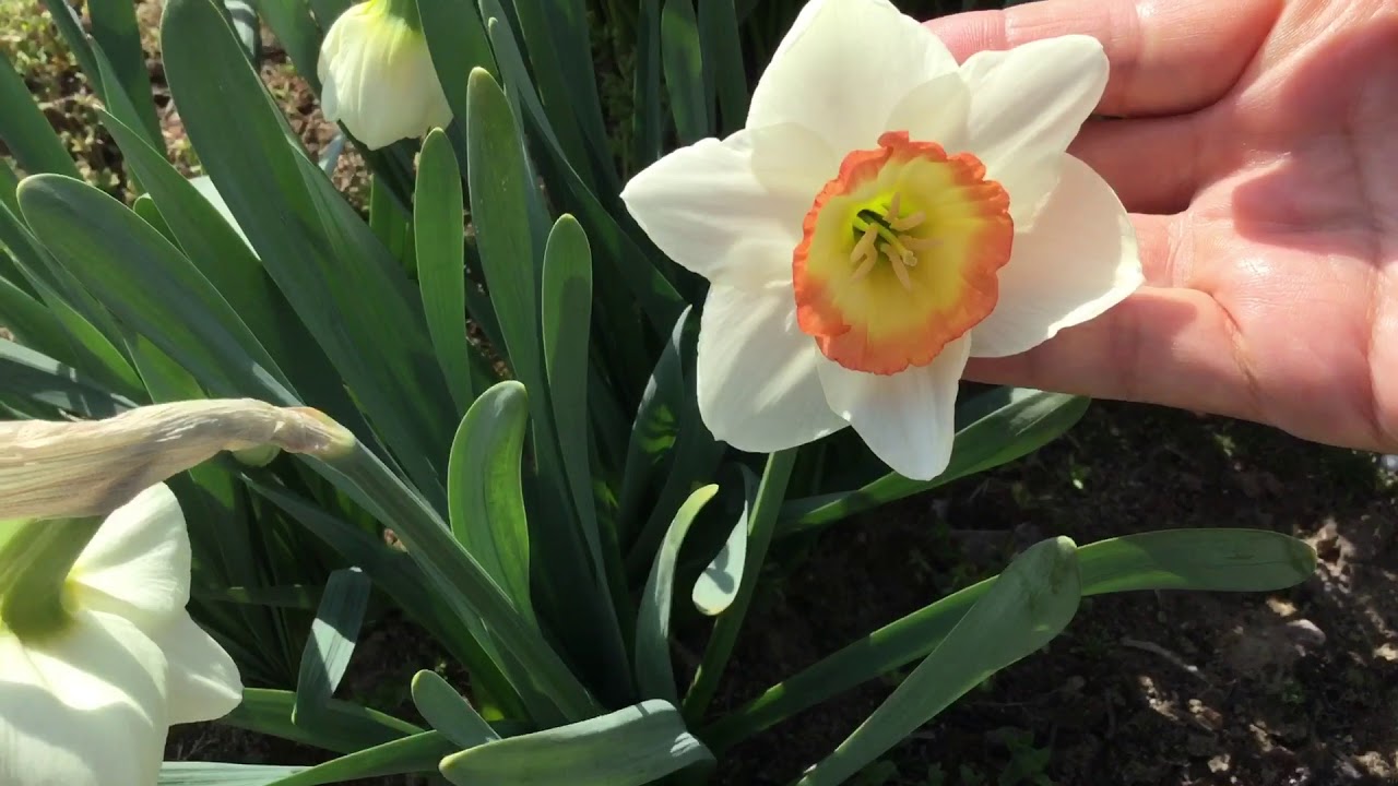 まるおの母 まるこの宿根草と低木の庭 1804 12 強風 乾燥 花粉飛びまくりの庭に咲く 遅咲き水仙 ナイトキャップ ゲラニウム 黄水仙 ユーフォルビア ウールフェニー バルビネラ Youtube