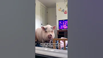 Что не так с мини пигами? 🐷 #минипиг #shorts
