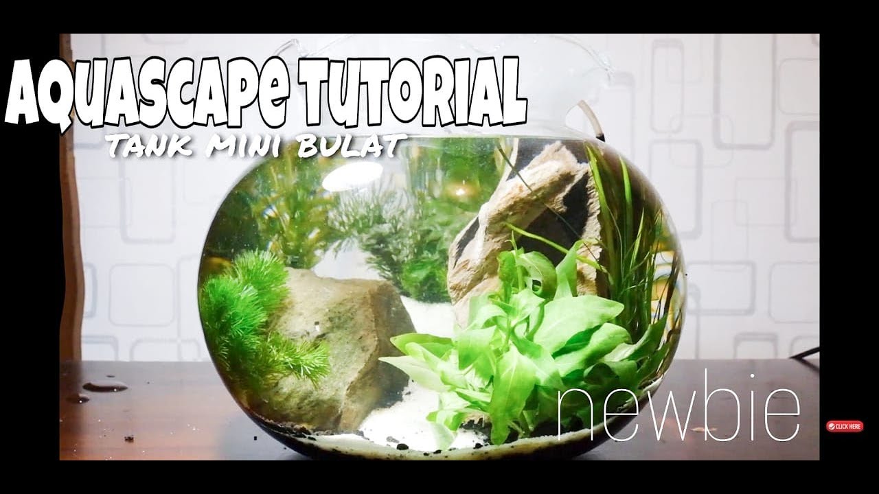 Cara Membuat Aquascape Sederhana Tank Bulat Aquarium Bulat Youtube Membuat aquascape aquarium bulat