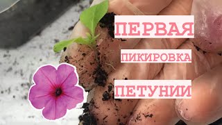 ПЕРВАЯ ПИКИРОВКА ПЕТУНИИ