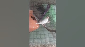 java sparrow lay eggs #shorts #youtubeshorts #viralvideo #shortsvideos