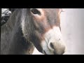 Donkey Ringtone Mp3 Donkey Ringtone Mp3