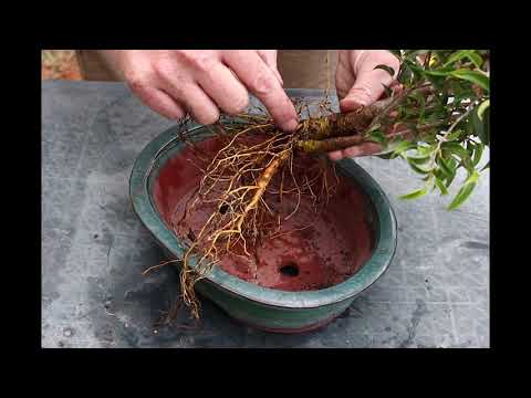 Βίντεο: Πώς ανθίζει το Ficus (7 φωτογραφίες): η ανθοφορία του Ficus του Benjamin στο σπίτι, χαρακτηριστικά της ανθοφορίας του Ficus Diversifolia