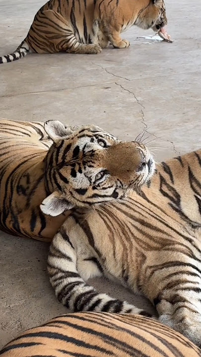 Comfortable Pillow 😳🤪