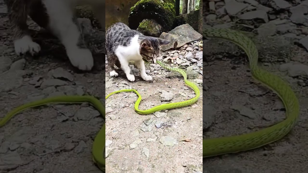 猫🐈vsヘビ🐍 - YouTube