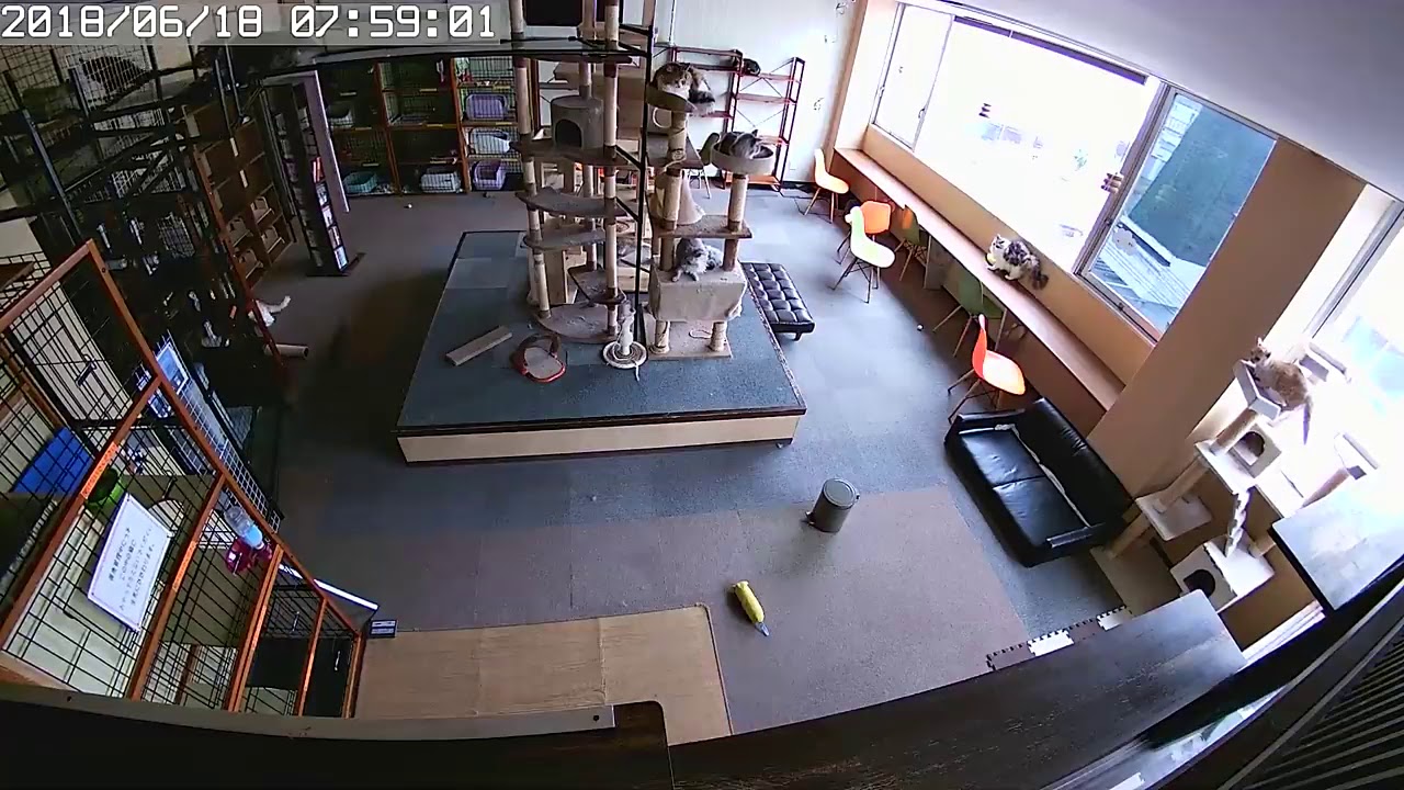 Кошки почувствовали наступление землетрясения до того, как оно началось