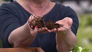 Barbara King 3-Piece Double Christmas Rose Mixed on QVC screenshot 3