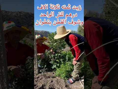 زيت القطن حراثن الزينت بن قريش تطوان المغرب