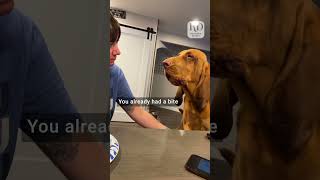 Dog Reacts Hilariously When Denied French Toast