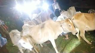 Download Lagu Kuntir Char pt 2 Cow Curi hoysel Aji Dora Porse MP3