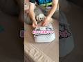 ひんやりお昼寝マットの使い心地は? #shorts #トイプードル #可愛い犬