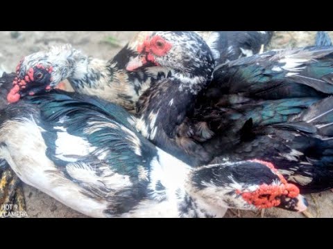 الفرق بين البط البلدي والمسكوفي والخليط المسكوفي ازاي تعرفي تفرقي بينهم