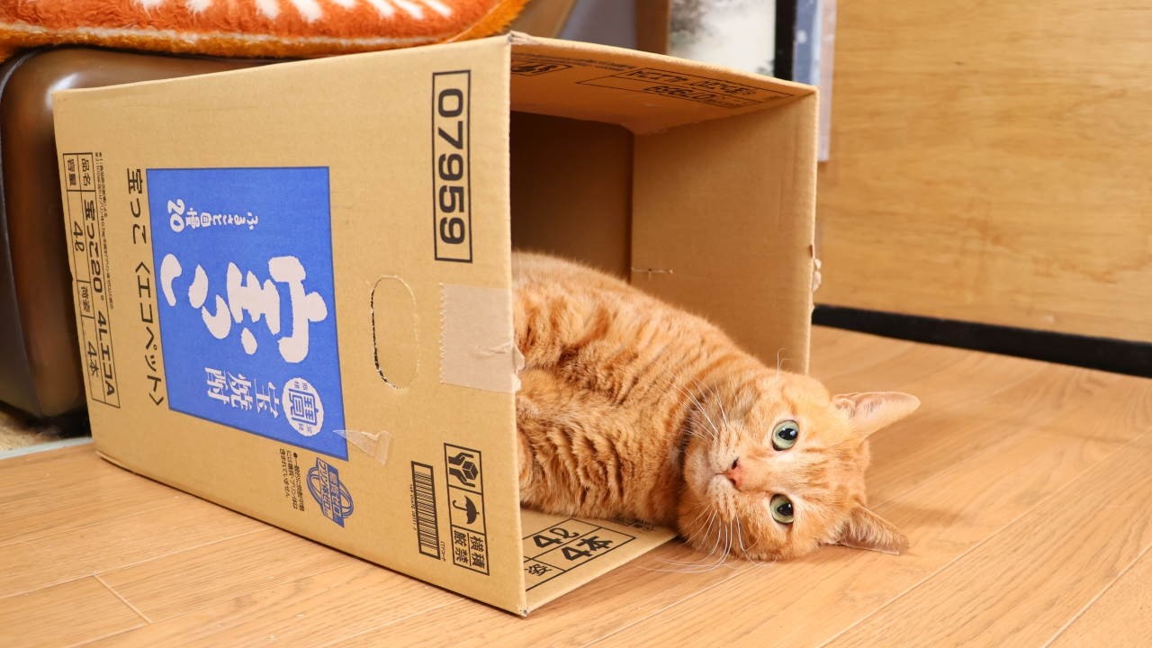 猫箱 宝っ子の箱入り麦茶 box and cat 260328 - YouTube