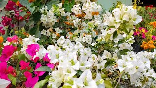 Download lagu Bougainvillea 🤍💜#flowers #garden #shortvideo