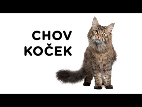 Video: Výsledky průzkumu: Jak krmíte svou kočku?