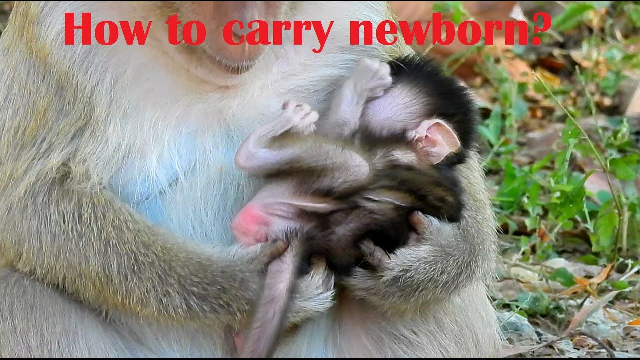 How to carry newborn, Good Mom Carry newborn in right way, The Monkey