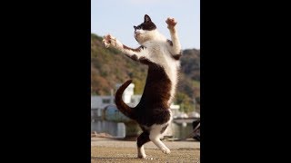 NINJA CAT (RUN..........................................) screenshot 4