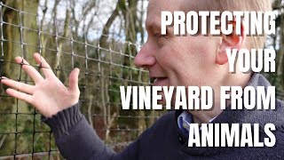 Starting a Vineyard from Scratch Part 7  Protection from wildlife