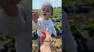 Osmaniye Çikek Serası Çilekserası Çilektarlası