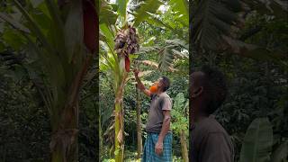 Forty banana blossoms on a single tree the first time I've ever seen something like this in my life.