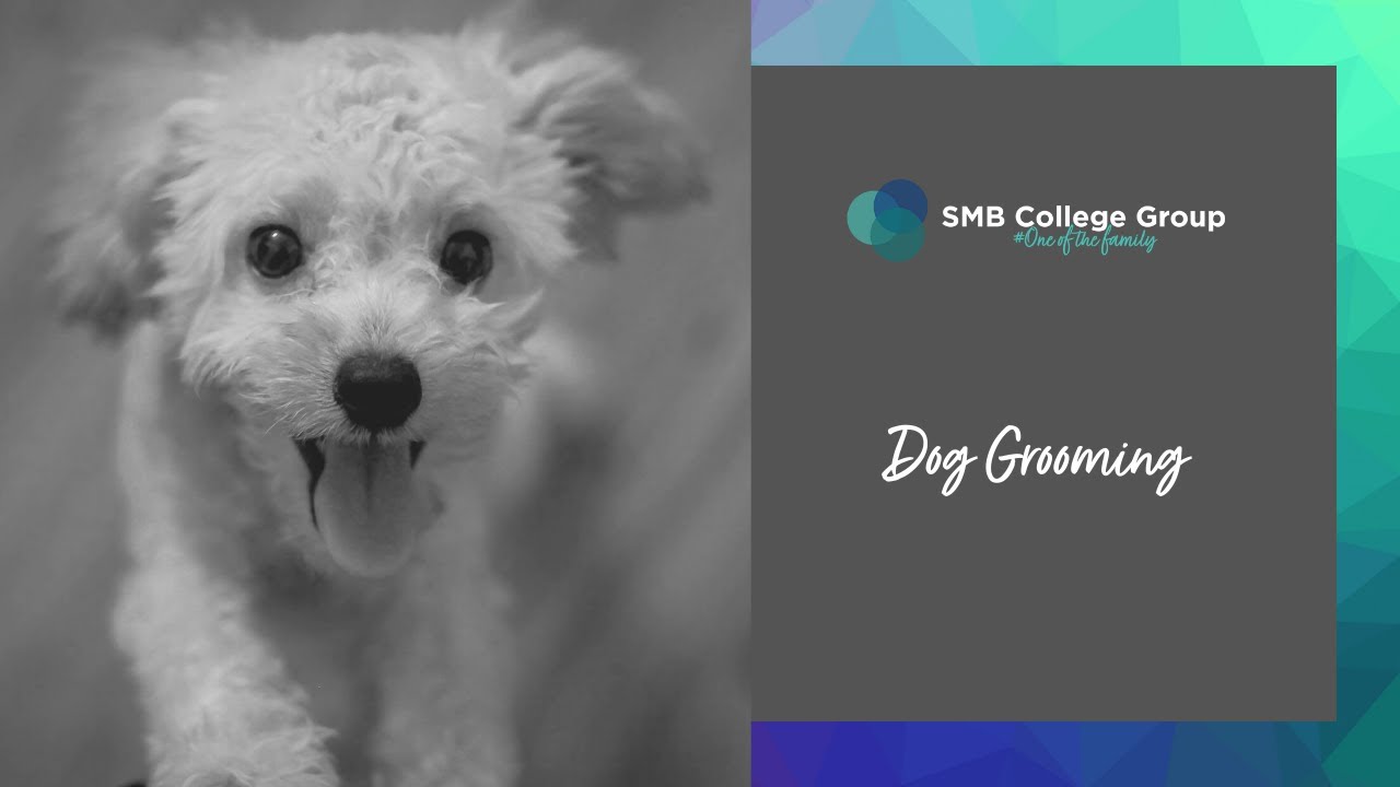 SMB College Group Brooksby Campus Dog Grooming YouTube
