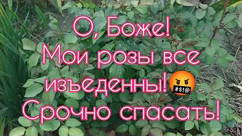 Ужасные дыры на листьях роз! 😱Все в ужасе, а я РАДУЮСЬ ПРИСУТСТВИЮ ЭТОГО 