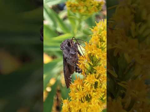 Метелик Autographa Gamma на канадському золотарнику метелик комахи Butterfly 