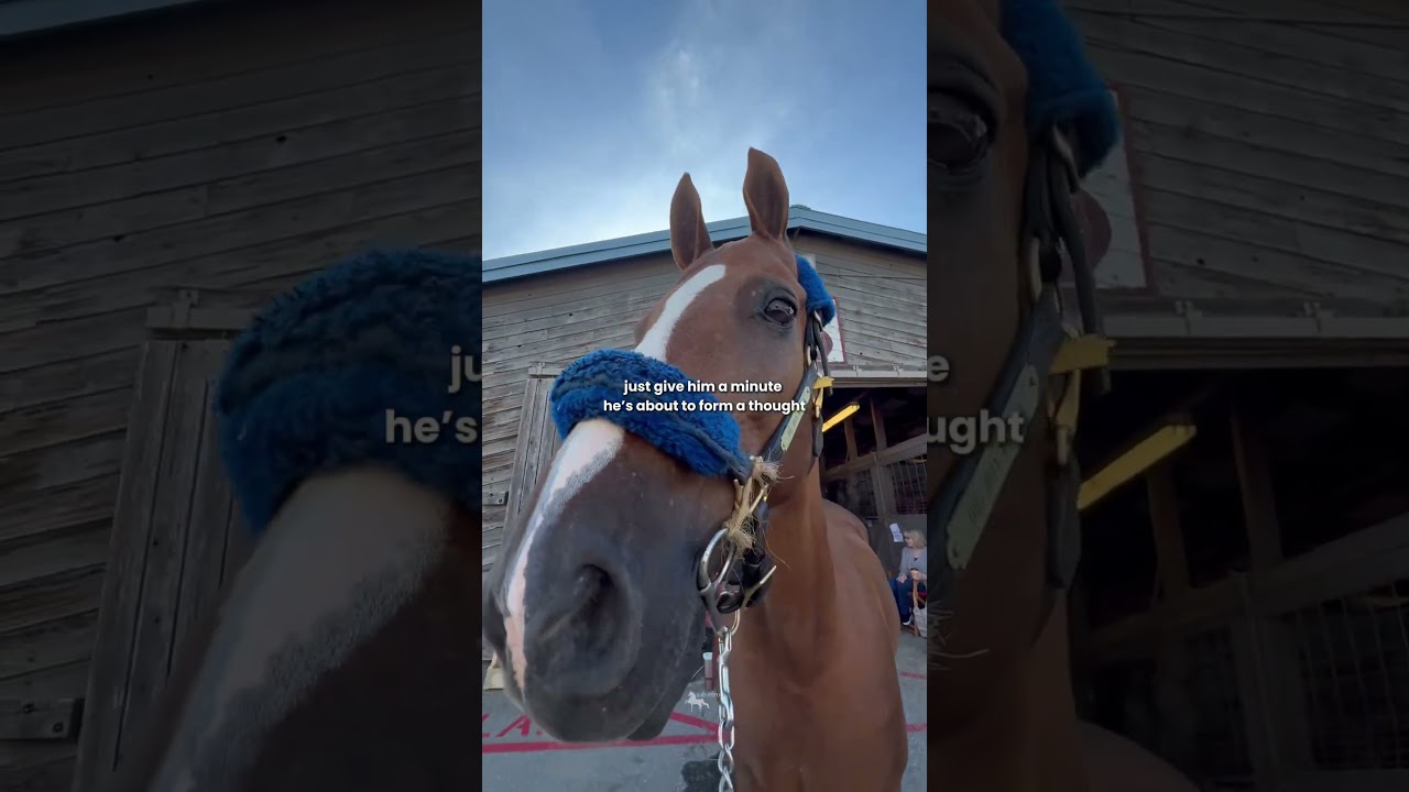 the iconic saddlebred stare| 