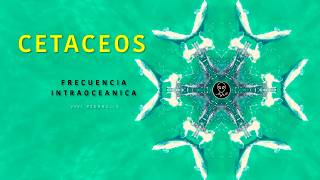 🐬 CETÁCEOS 💙 FRECUENCIA INTRAOCEANICA