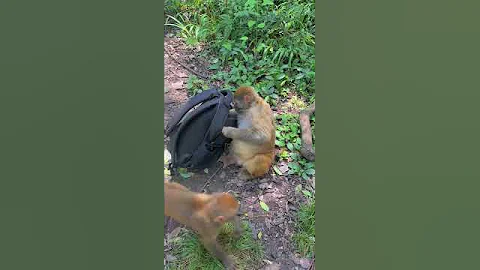 Monkeys, funny animals, World's Sneakiest Animals