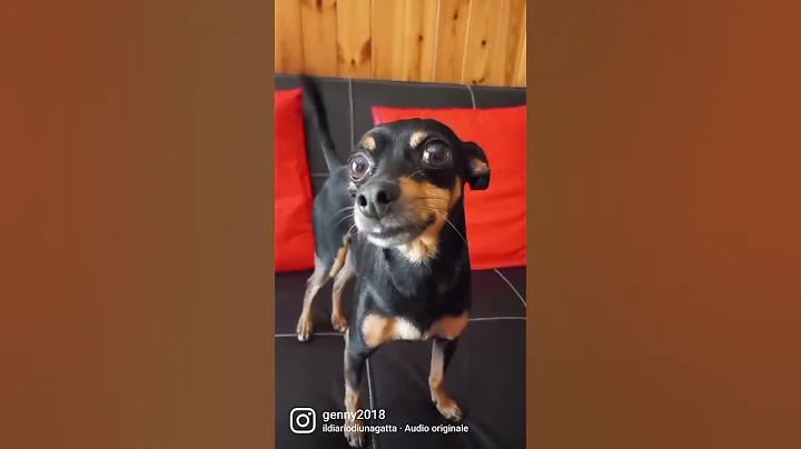 Dobermann Toy Peter