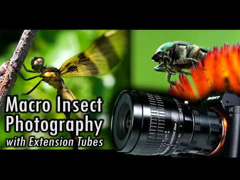Macro Insect Photography