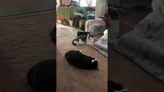 What an odd cat configuration.