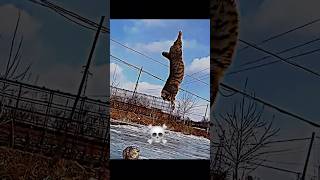 Cats Don't Do Backflip...💀 #cat #catshorts #trollfaceedit