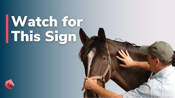 How Reading Your Horse’s Cues Can Build Real Trust and Communication